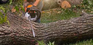 Marietta, PA  Tree Services Company