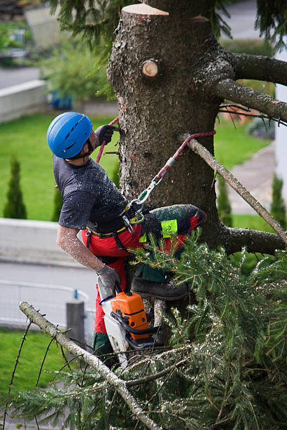  Marietta, PA Tree Services Pros